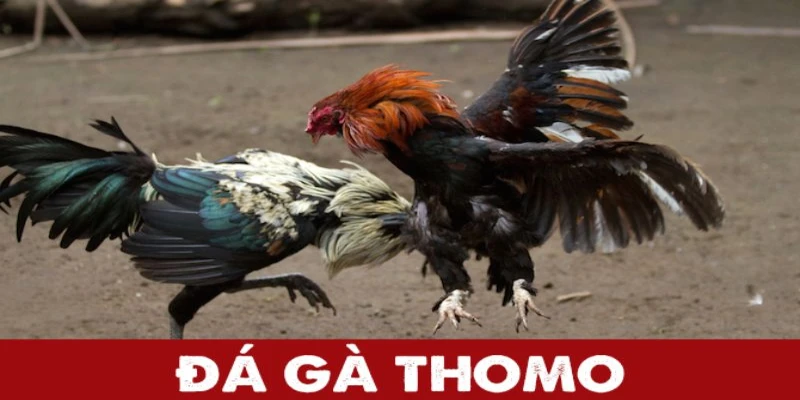 Giới thiệu đá gà Thomo