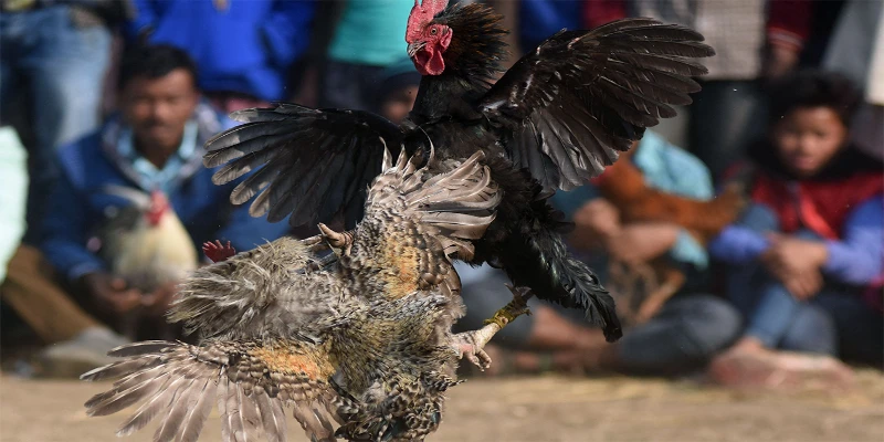 Hình thức đá gà cựa dao